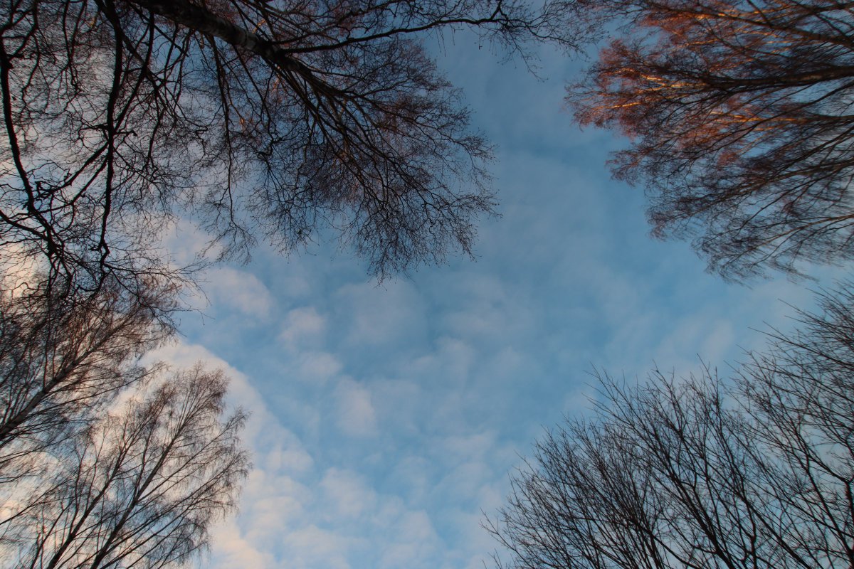 Let’s see your “Look Up” Photographs