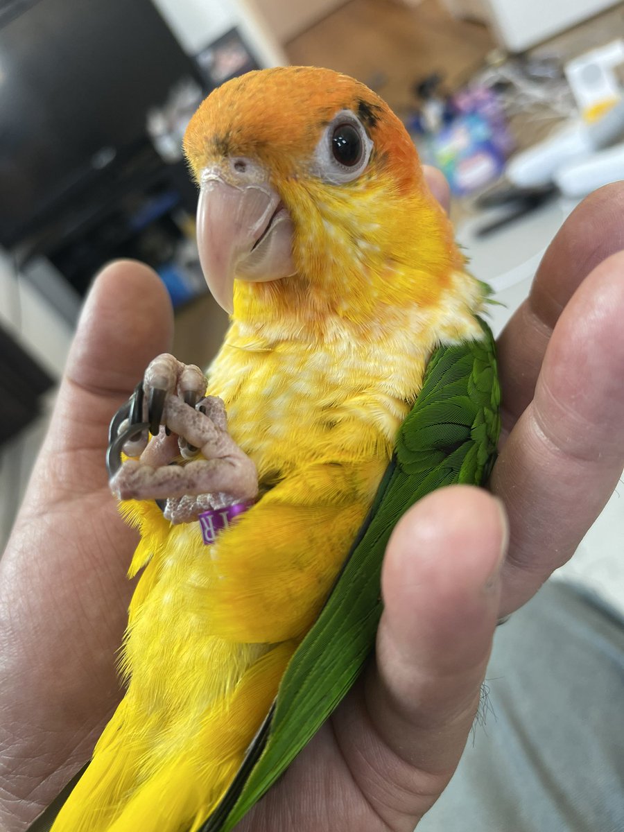 その可愛い脚はなんですかぁぁぁぁ！！
もち丸くーーーーんーー！！！

#もち丸
#シロハラインコ