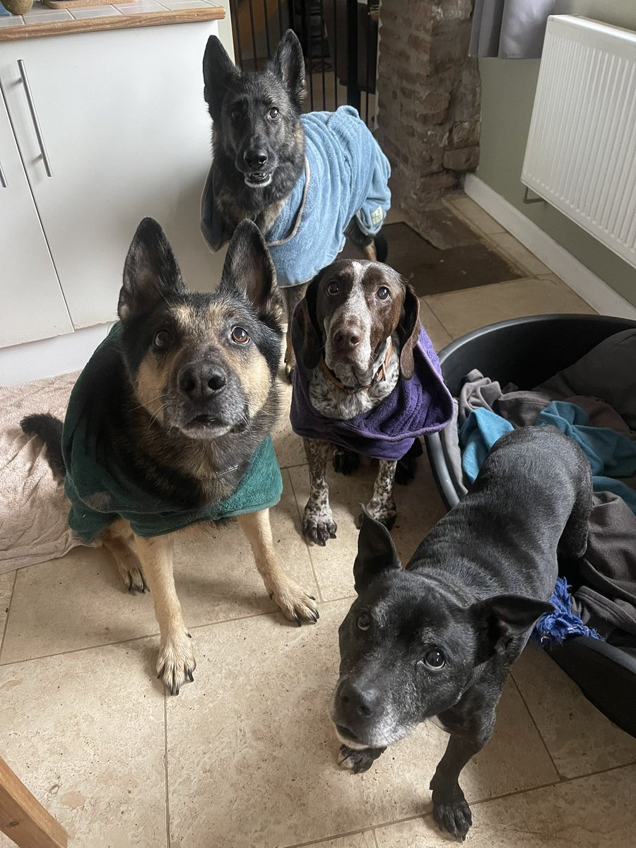 I love going for walks with my friends no matter what the weather is like 🐾❤️🐾