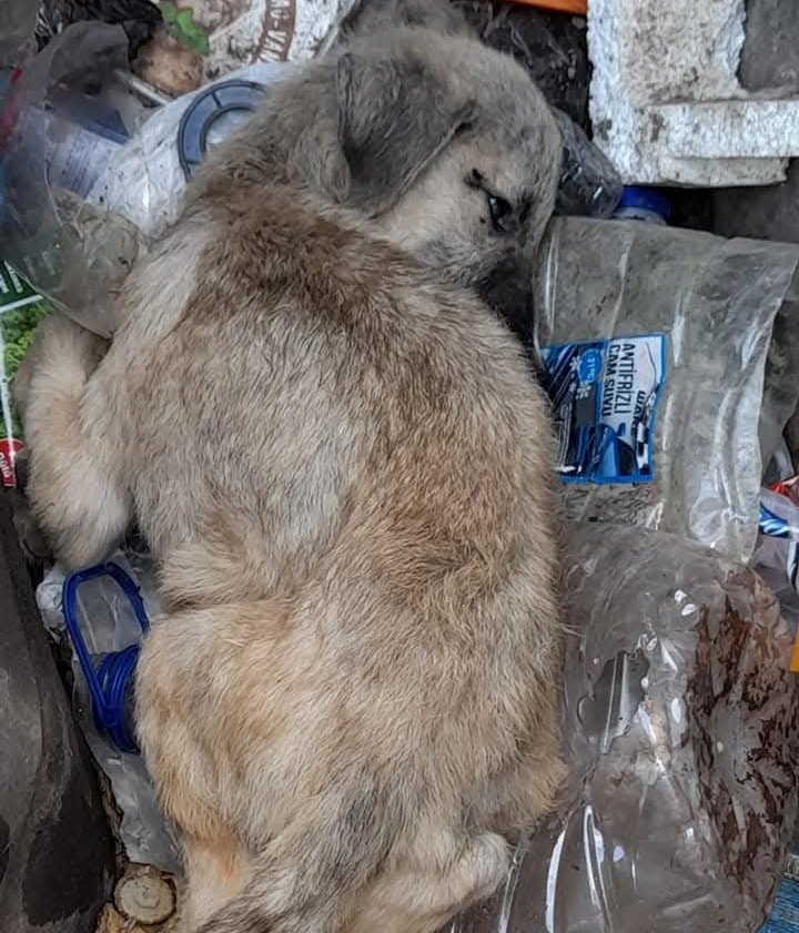 Mazlumun zalimden öcünü alacağı gün, şüphesiz zalimin zulmettiği günden daha çetin olacaktır.(HZ.ALI)
