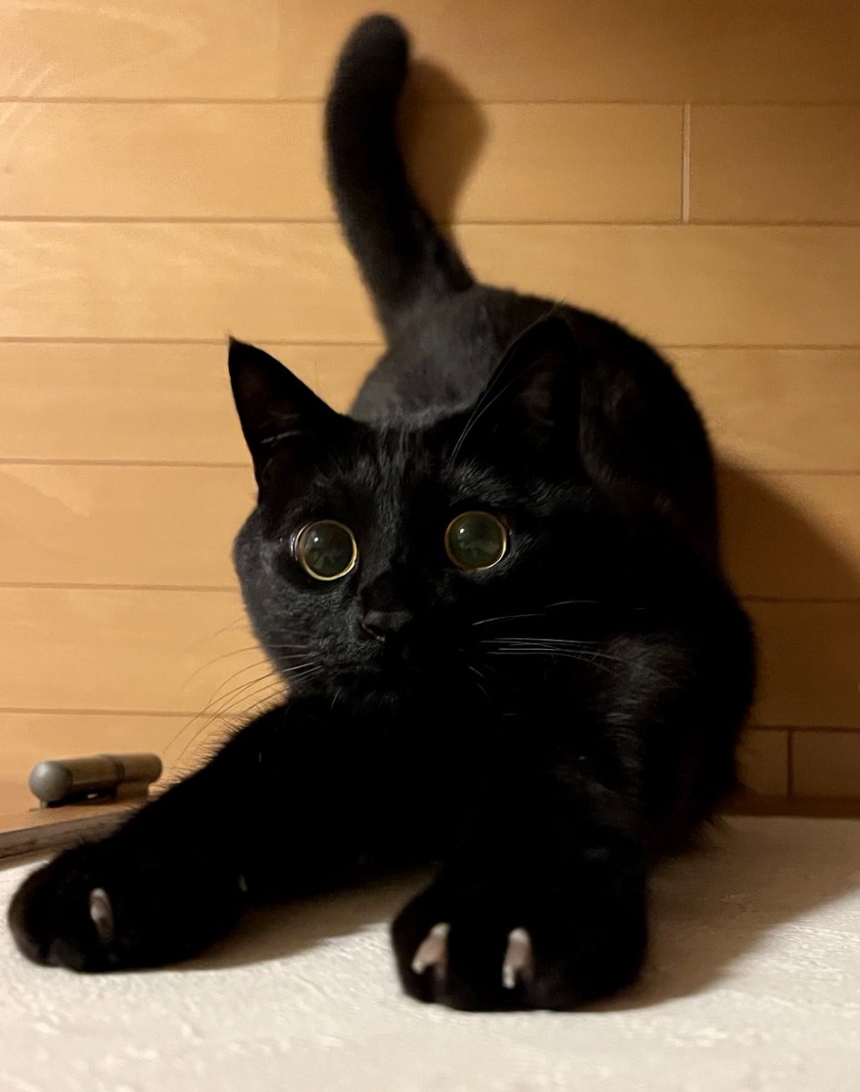 のび〜〜〜っ。

#黒猫