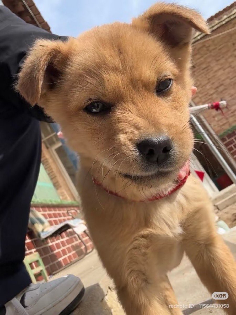 Puppies 🐶 (@puppiesiover) on Twitter photo 