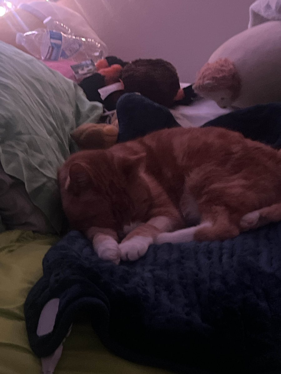 pumpkizoid's tweet photo. a photo of him resting on my heating pad after coming home from his two night stay, hes woozy and out of it and it breaks my heart :( https://t.co/kLdTX4GZLc