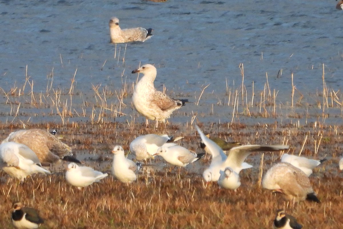LDV NNR (@ldv_nnr) on Twitter photo The #LDV monthly sightings are now online on the NNR blog - ldvnnr.blogspot.com/p/jan-25.html. Many thanks to everyone who submitted records and counts throughout the month, in particular to members of <a href="/YorkBirding/">York Birding</a> and regular patch birder <a href="/Duncbye/">Duncan Bye</a> The #LDV monthly sightings are now online on the NNR blog - ldvnnr.blogspot.com/p/jan-25.html. Many thanks to everyone who submitted records and counts throughout the month, in particular to members of <a href="/YorkBirding/">York Birding</a> and regular patch birder <a href="/Duncbye/">Duncan Bye</a>