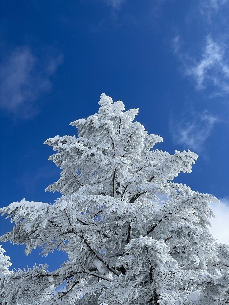 retouch8341's tweet photo. Stunning view at Shiga Kogen Yakebitaiyama Ski Resort! ❄️ The contrast of blue sky and snowy landscape is breathtaking! #Yakebi #ShigaKogenSkiResort https://t.co/5ixWI0Av0a