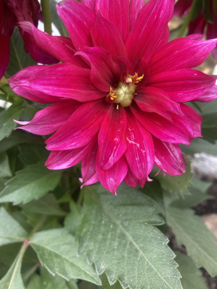 RubyGaleanoRoja's tweet image. #nature..#natureguide..#naturel