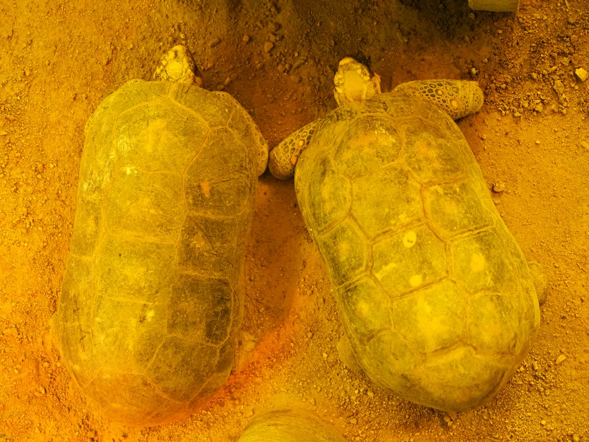 kyotoshidoubut1's tweet photo. ひかり・みず・みどりの熱帯動物館中央エリアにいるアカアシガメの1番（オス）は、1974年4月15日に来園しており、今年で来園51周年です。先日亡くなったキバタンの同期です。

#京都市動物園 #kyotocityzoo #熱帯動物館 #アカアシガメ #高齢 #TropicalAnimalsHouse #Redfootedtortoise #advancedage https://t.co/PVKrZhr41q