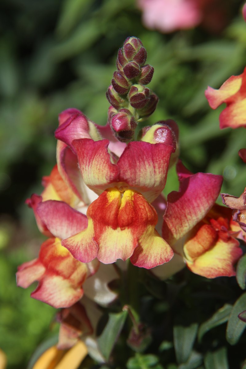 gontanokoneroku's tweet image. Snapdragon ☺️

#FlowerPhotography #Antirrhinum #Snapdragon