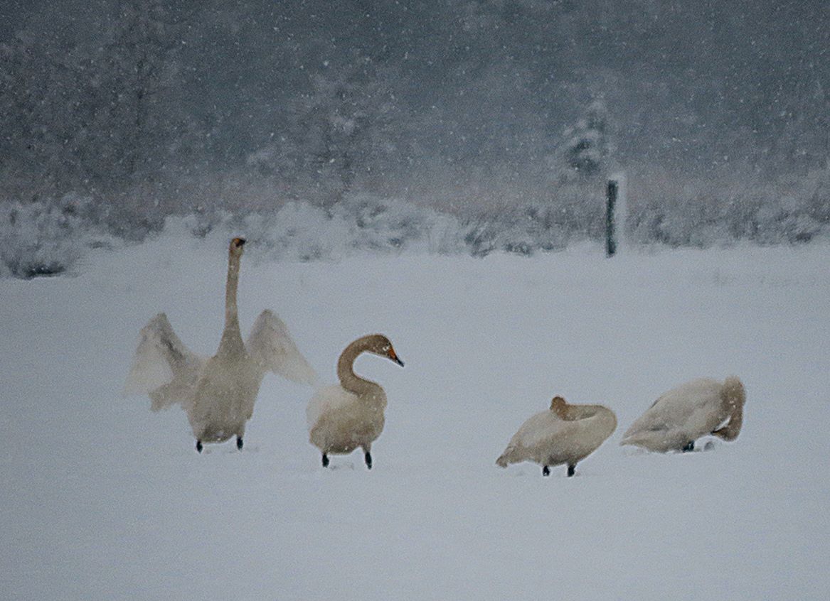 #Keekopdeweek, inspirerend winters.