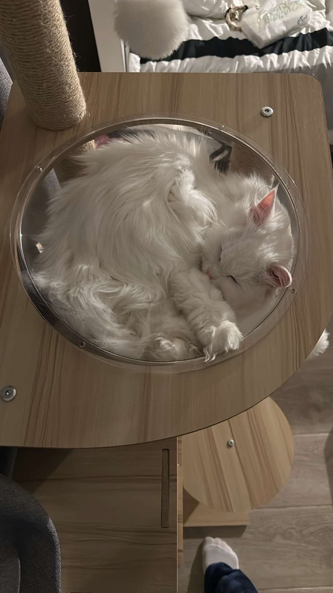 UserMeshal's tweet image. 