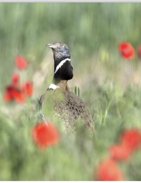 MadridMan7's tweet photo. 🌈#HappyWeekend friends &amp; followers☀️
#naturephotography
#chasseurdebeaute
#bonweek-end
#felizfindesemana https://t.co/JaX0JkyKhb