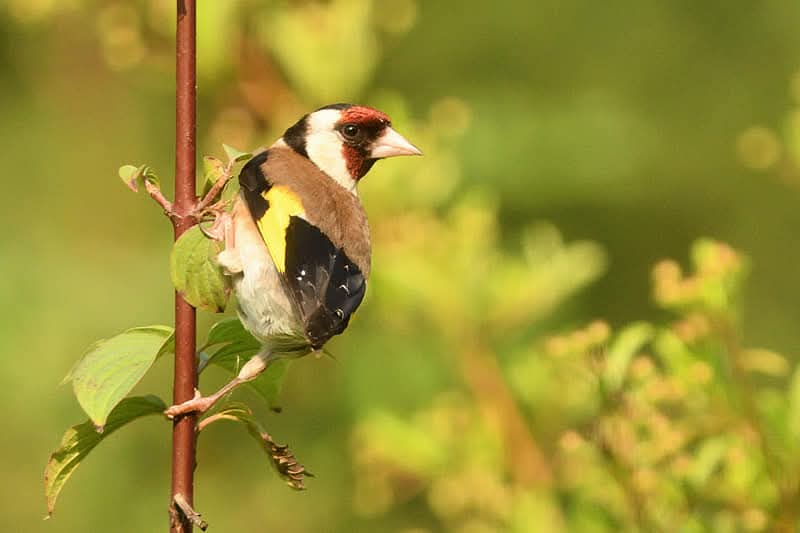 DeKikker72's tweet image. #FebruariVogelMaand #Putter