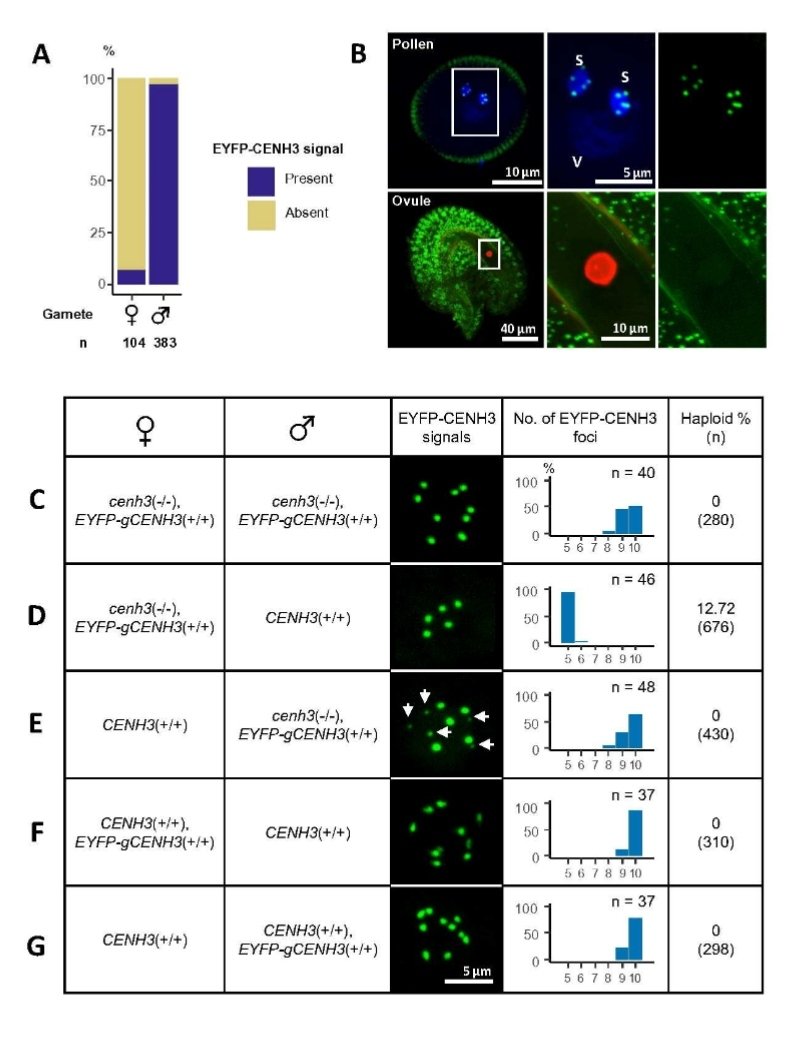 Widiez Thomas 🌽 (@thomaswidiez) on Twitter photo 🌱 Egg cell-specific degradation of CENH3 using engineered E3-ligases successfully induce haploids
⚠️ Preprint from Andreas Houben's lab <a href="/LeibnizIPK/">Leibniz IPK</a>
👉🏼 Gametophytic degradation of CENH3 - a synthetic biology approach for haploid induction in plants
📖doi.org/10.21203/rs.3.… 🌱 Egg cell-specific degradation of CENH3 using engineered E3-ligases successfully induce haploids
⚠️ Preprint from Andreas Houben's lab <a href="/LeibnizIPK/">Leibniz IPK</a>
👉🏼 Gametophytic degradation of CENH3 - a synthetic biology approach for haploid induction in plants
📖doi.org/10.21203/rs.3.…