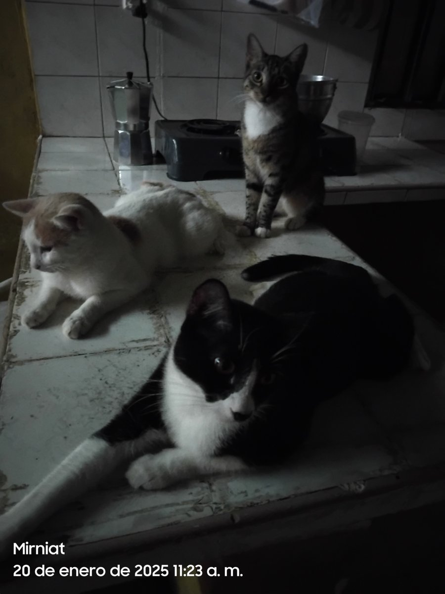 El es una belleza, la madre manchita y sus hermanitos. Comen más q un remordimiento. Los iban a botar cuando eran bebés estaban en un estacionamiento. Una rescatistas me dijo tenmelos q yo los voy a ir a buscar eran sus " protegidos " todavía la estoy esperando. Dios es perfecto