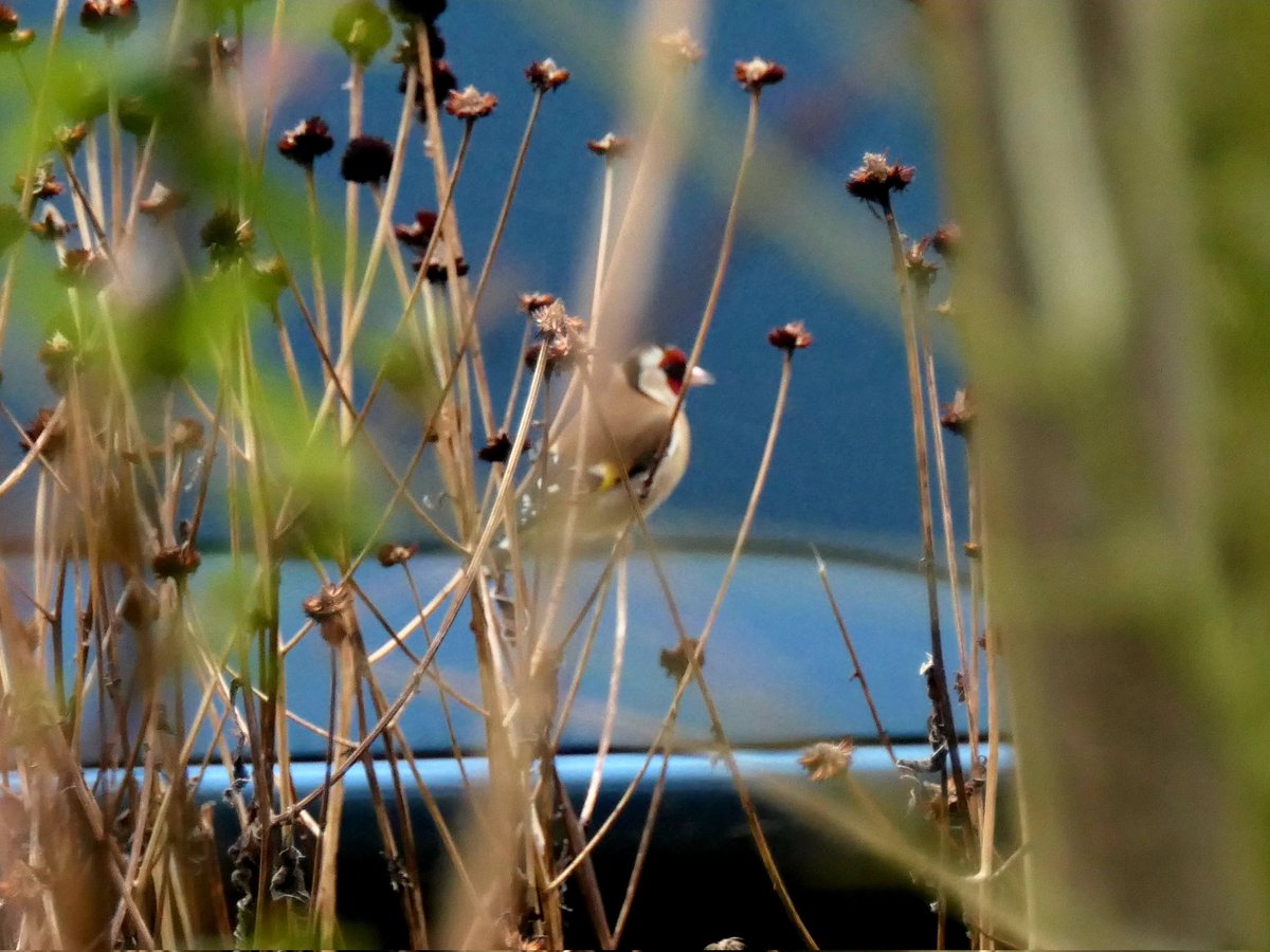 CobiPoel's tweet image. #februarivogelmaand #putter @wilma_meijerink