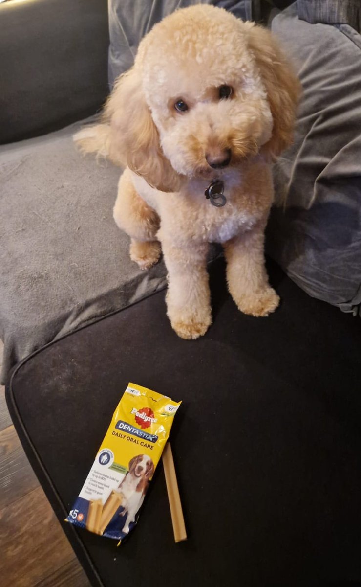ryanbrodie78's tweet photo. Wicket enjoys cleaning his teeth with Dentastix 😊 https://t.co/jugICgrCiQ