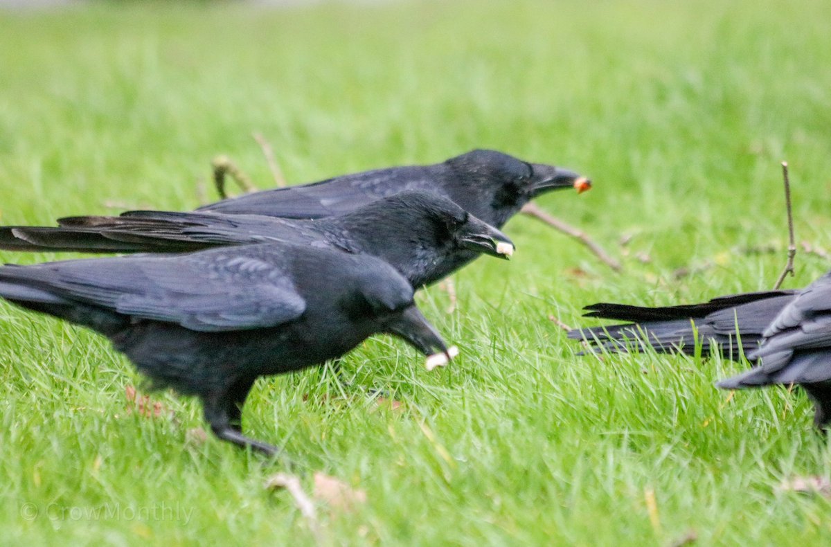 CrowMonthly's tweet photo. Cawberus, usually busy guarding the underworld, currently having a small snack. https://t.co/1cfcjVajtV
