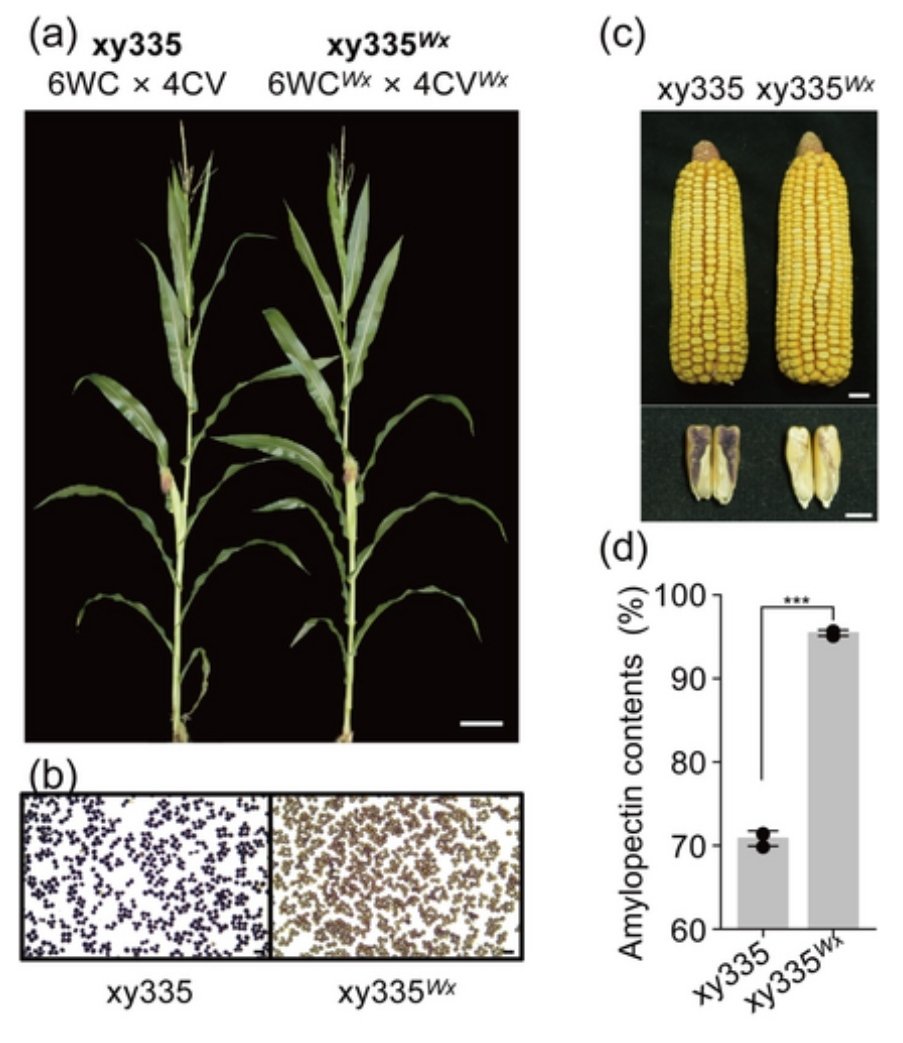 Widiez Thomas 🌽 (@thomaswidiez) on Twitter photo 🌽 The use of haploid inducer line to edit, by simple crossing, other maize lines 🌽
<a href="/PlantBiotechJ/">Plant Biotechnology Journal</a>
📖 doi.org/10.1111/pbi.14…
👉🏼Harnessing haploid-inducer mediated genome editing for accelerated maize variety development 🌽 The use of haploid inducer line to edit, by simple crossing, other maize lines 🌽
<a href="/PlantBiotechJ/">Plant Biotechnology Journal</a>
📖 doi.org/10.1111/pbi.14…
👉🏼Harnessing haploid-inducer mediated genome editing for accelerated maize variety development