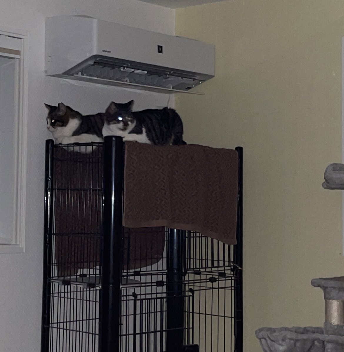 最近のにゃんズ
#ザインとニヒト