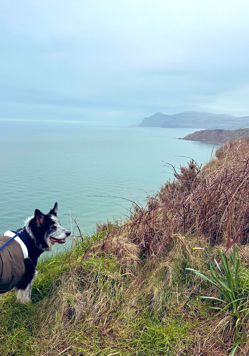 Sarah Cooper tweet media