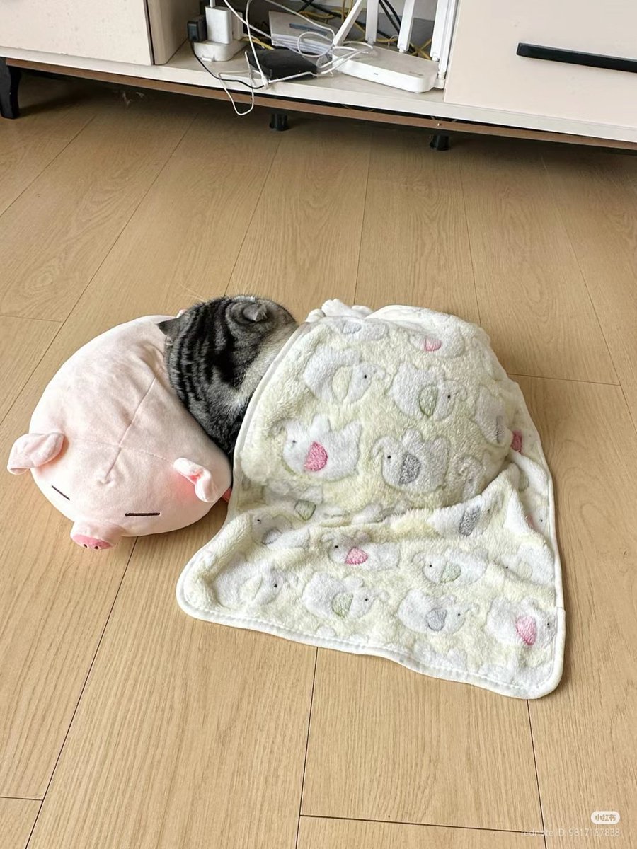 nocontextscats's tweet image. 😼: &quot;wake me up when lunch is ready&quot;