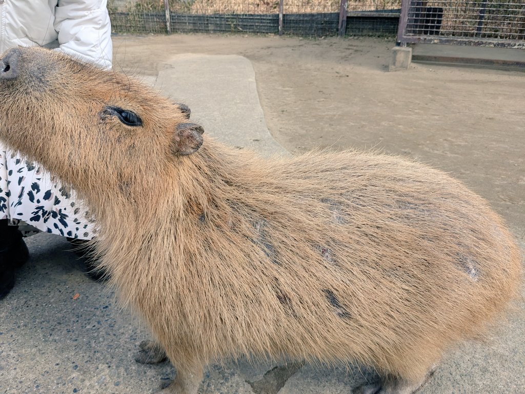 ほらかわいいよタワシちゃん！