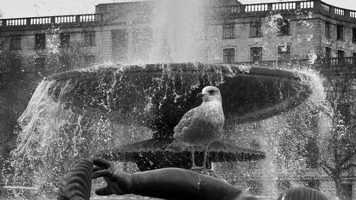 Trafalgar Square #Westminster #London