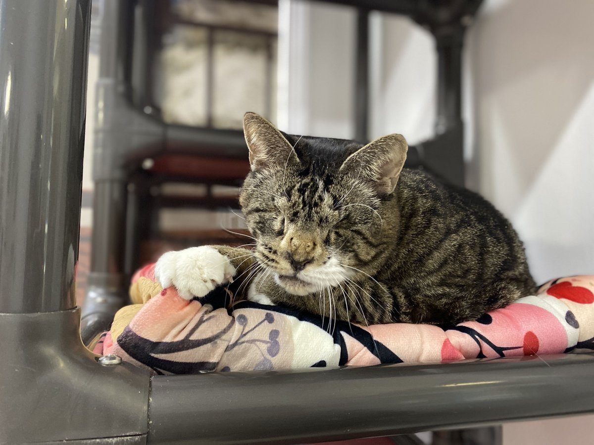 #COTD Pixie is a blind kitty who arrived with us in 2012 from a high-kill shelter. She loves to run on her wheel and is full of so much energy! You can often find her sitting in someone's lap or snuggled up to one of her kitty friends.

Read more: blindcatrescue.com/cats/pixie.htm