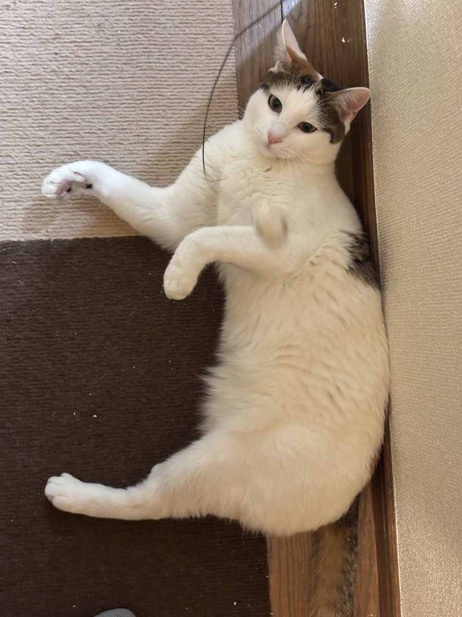 遊んでご飯食べてうんちしたので満足