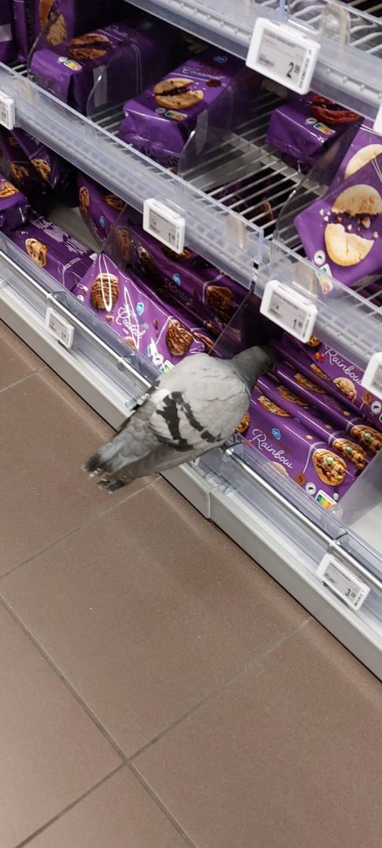 Joerg D. tweet media