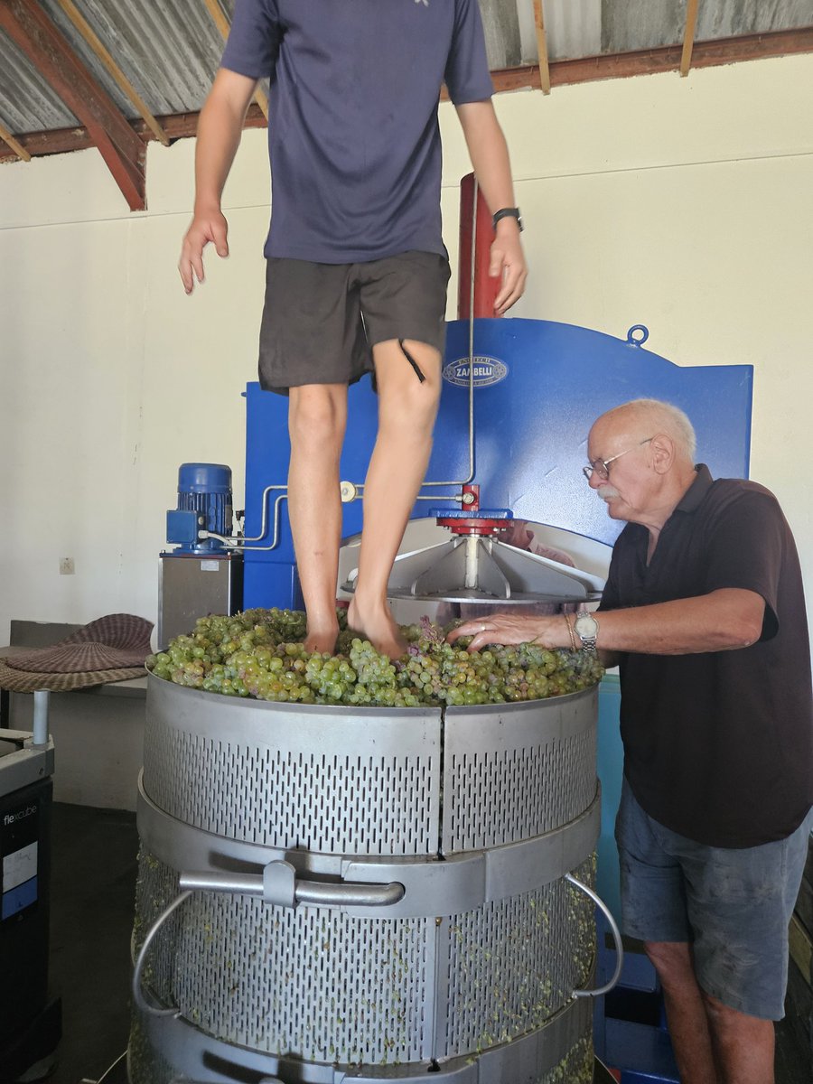 Harvest started today with some beautiful old vine Chenin Blanc.