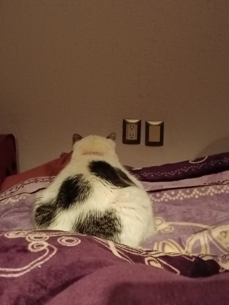 #SeBusca a #Michi #Durango ¡Ayúdame a regresar a casa! No soy de calle, como y duermo con mi mamá humana a quien cuido, acompaño a mi hermana en todas sus actividades ¡Soy parte de la familia! Estoy esterilizada, no me fui con un Michi y soy alérgica al polvo ¡Quiero mi casa! 🐱