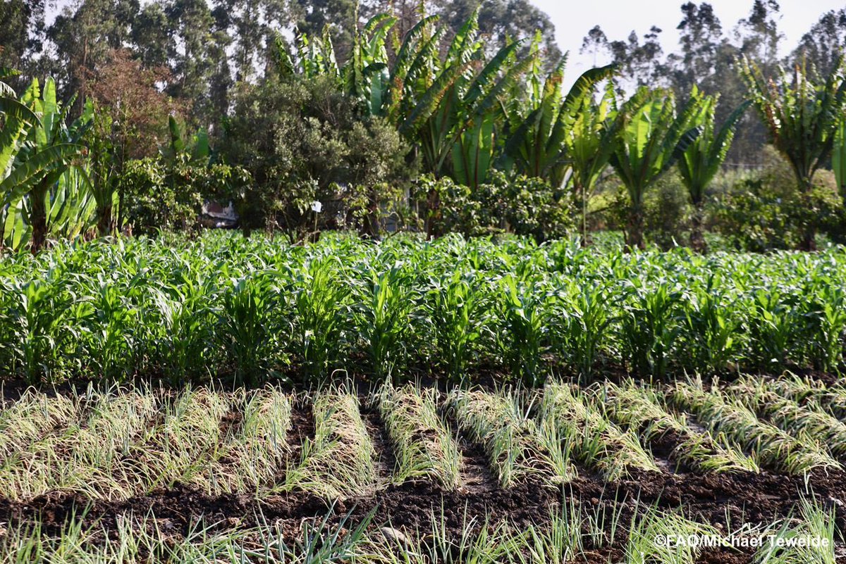 In Ethiopia, seeing innovation in action—from peri-urban farmers using integrated production to industrial hubs enhancing value chains. Strengthening resilience, sustainability &amp; market access is key to transforming agrifood systems. #SDGs #4Betters