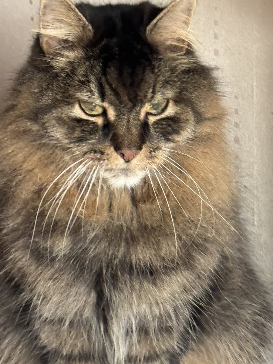 Happy Caturday!!! 😺😺🐾🐾💙💙#CatsOfTwitter #Caturday #CatsOfX #happyboy #superseniorcatsclub