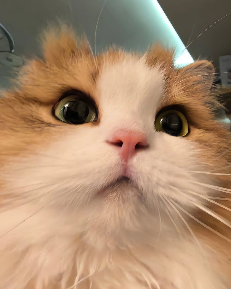 cutestscats's tweet photo. https://t.co/2hBQYVMZS1