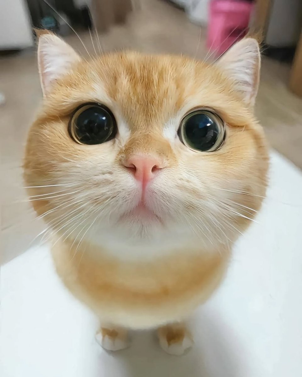 cutest cats (@cutestscats) on Twitter photo 