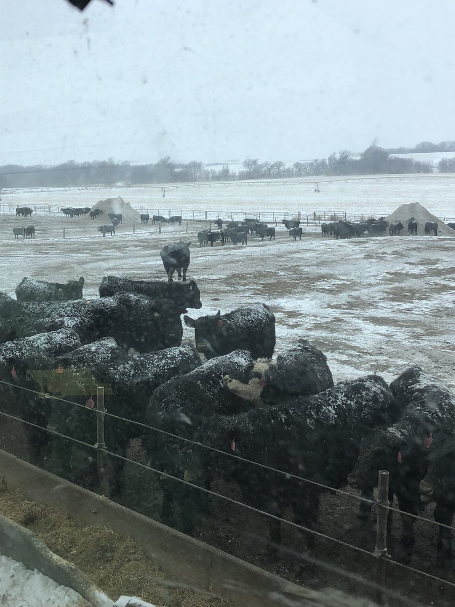 I’m trying to decide if it’s worth scraping and piling more pens with this dry snow. Winter was a lot more fun when I was a kid.