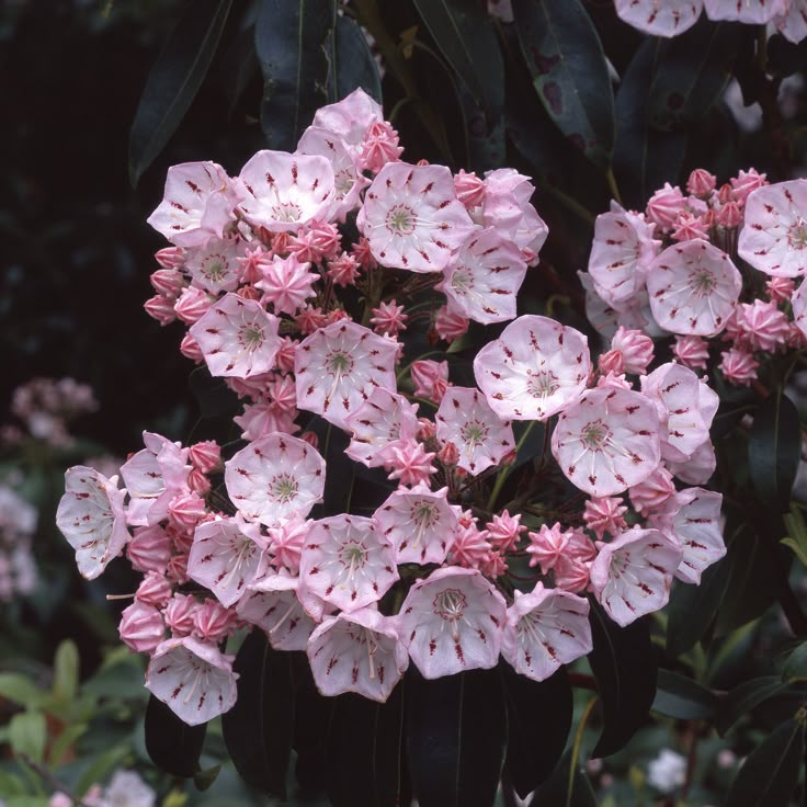 lavieestbelIe's tweet photo. Mountain laurel flowers https://t.co/dxQirvawRE