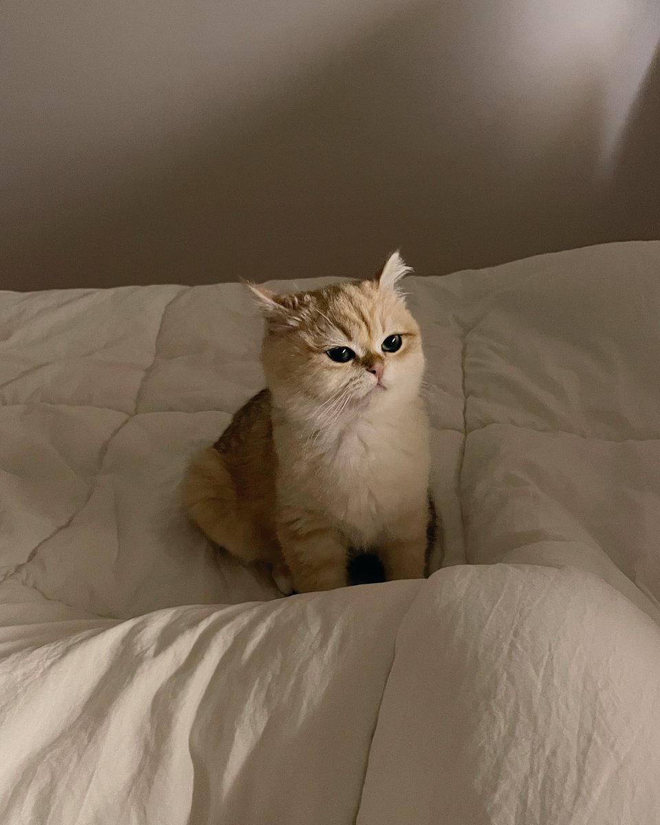 cutest cats (@cutestscats) on Twitter photo 