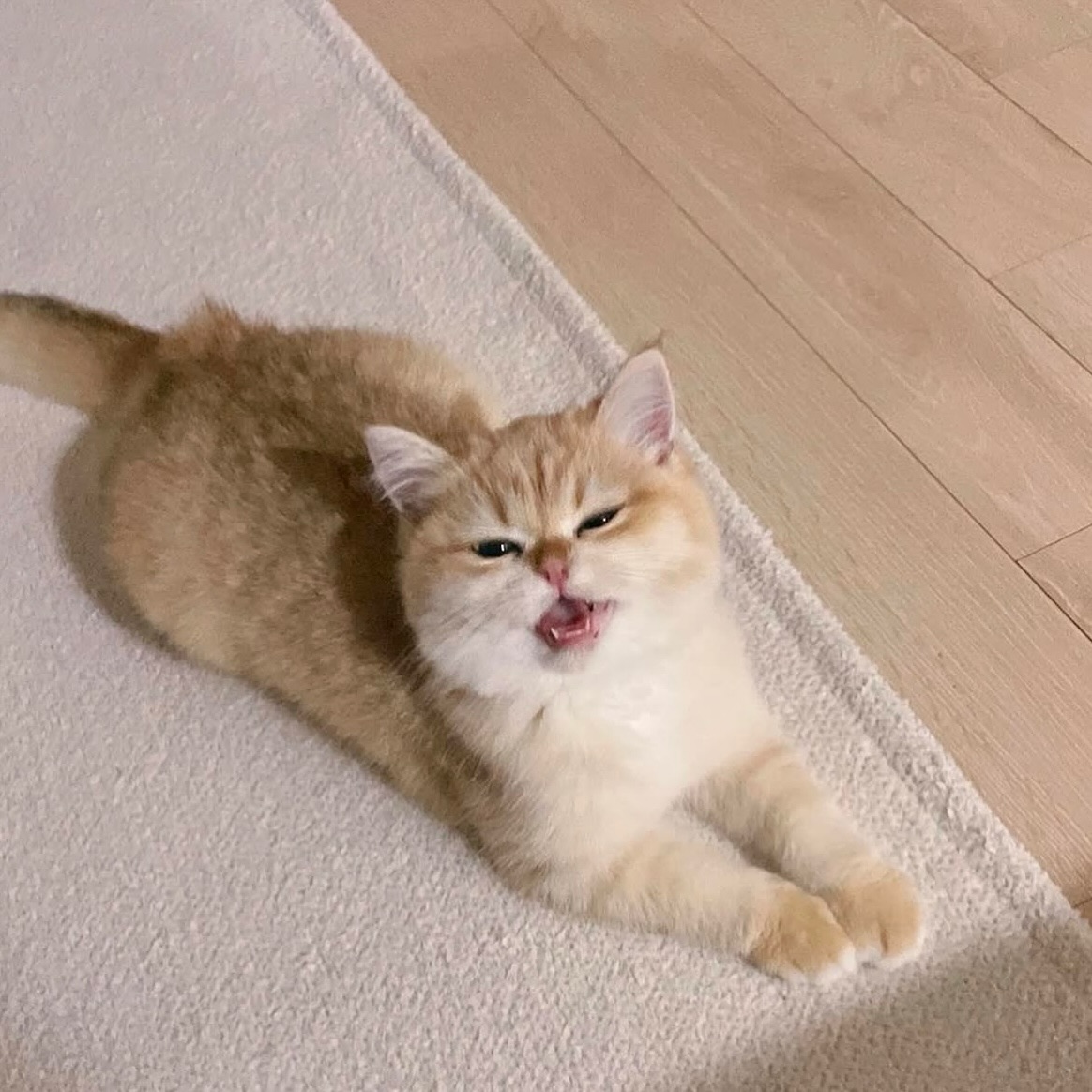 cutest cats (@cutestscats) on Twitter photo 