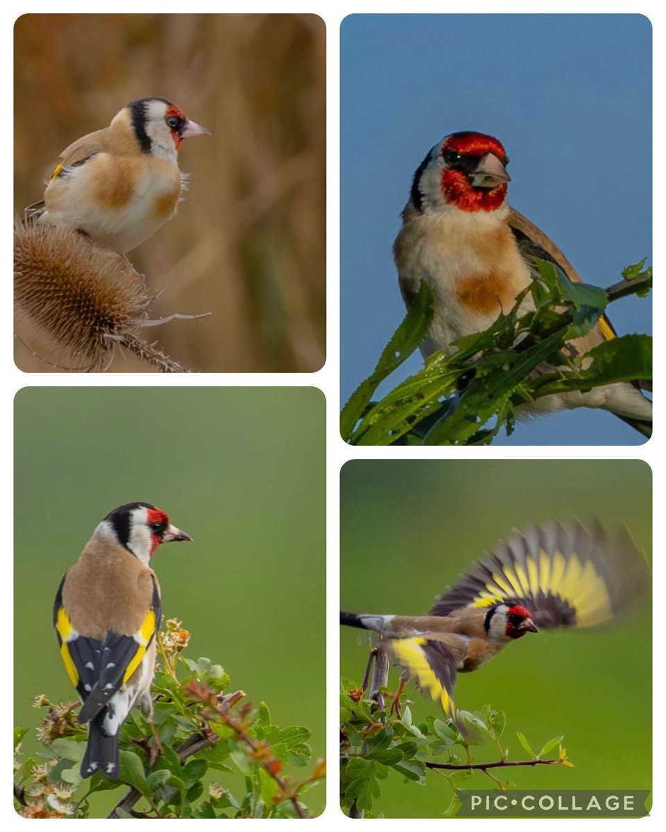 Veendi's tweet image. #februarivogelmaand #putter @wilma_meijerink