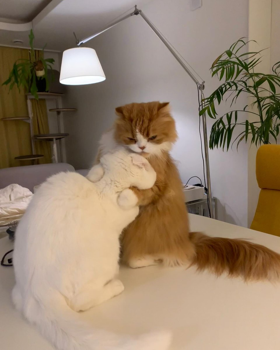 cutestscats's tweet photo. love hug https://t.co/kM4NSCKJ99