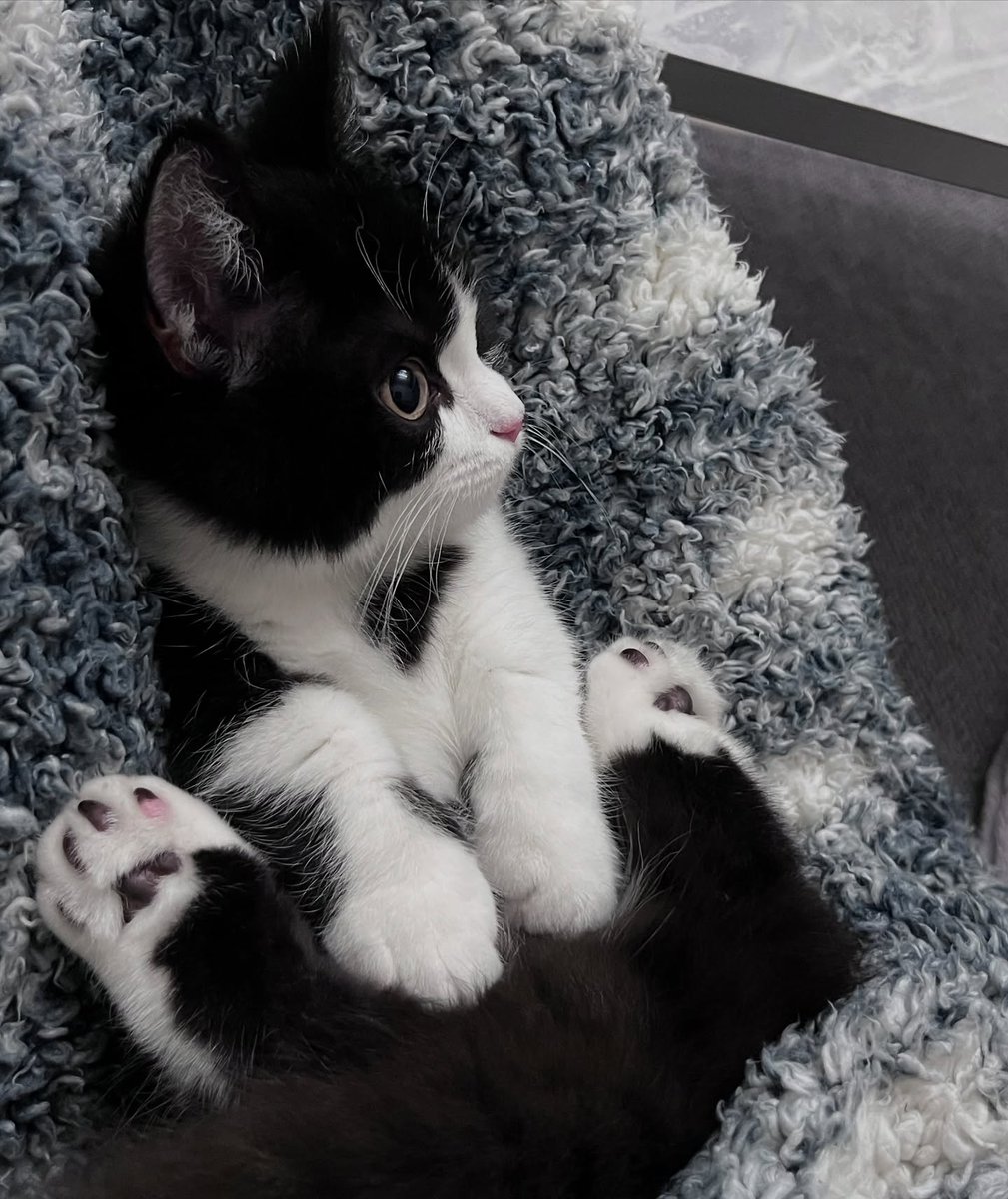 cutest cats tweet media