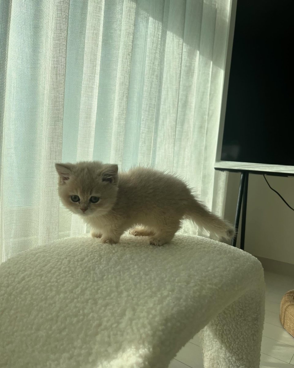 cutest cats (@cutestscats) on Twitter photo 