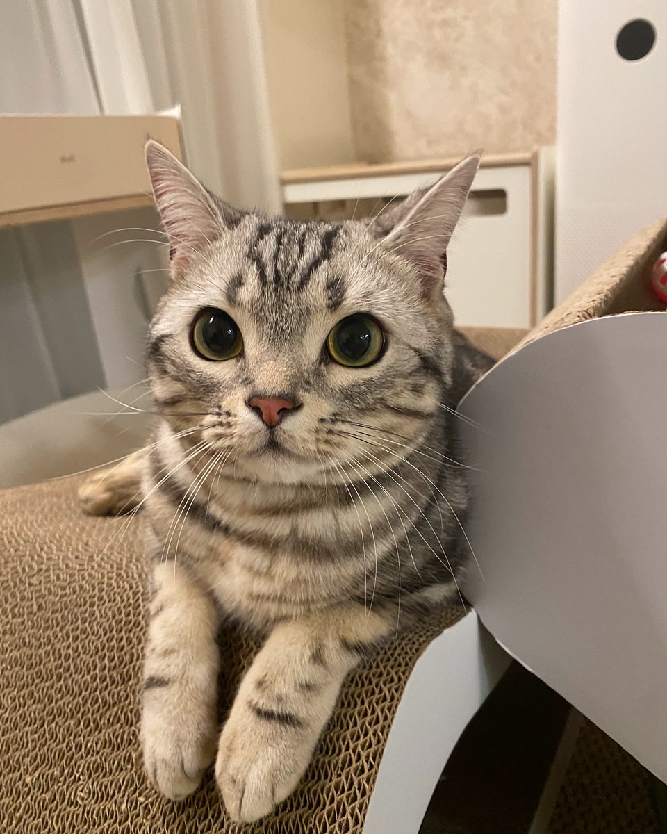 cutest cats tweet media