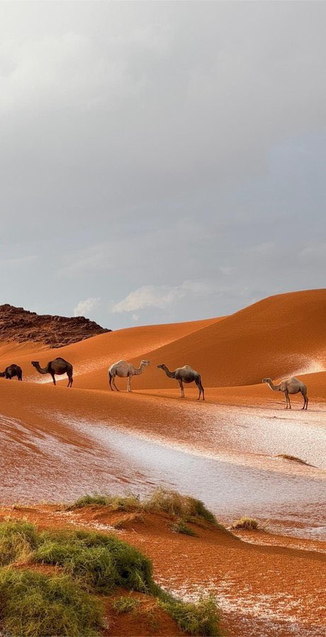 خالد السلطان| KHALID ALSULTAN tweet media