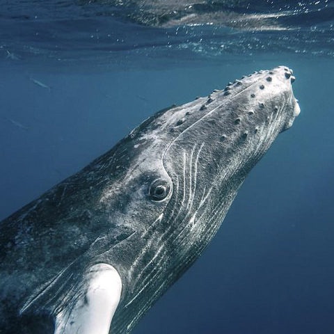 kyle_chasse's tweet image. WHALES HO!!!
WHALES BAGGED $1.8B WORTH OF $ETH.
JUST IN FEBRUARY!!!