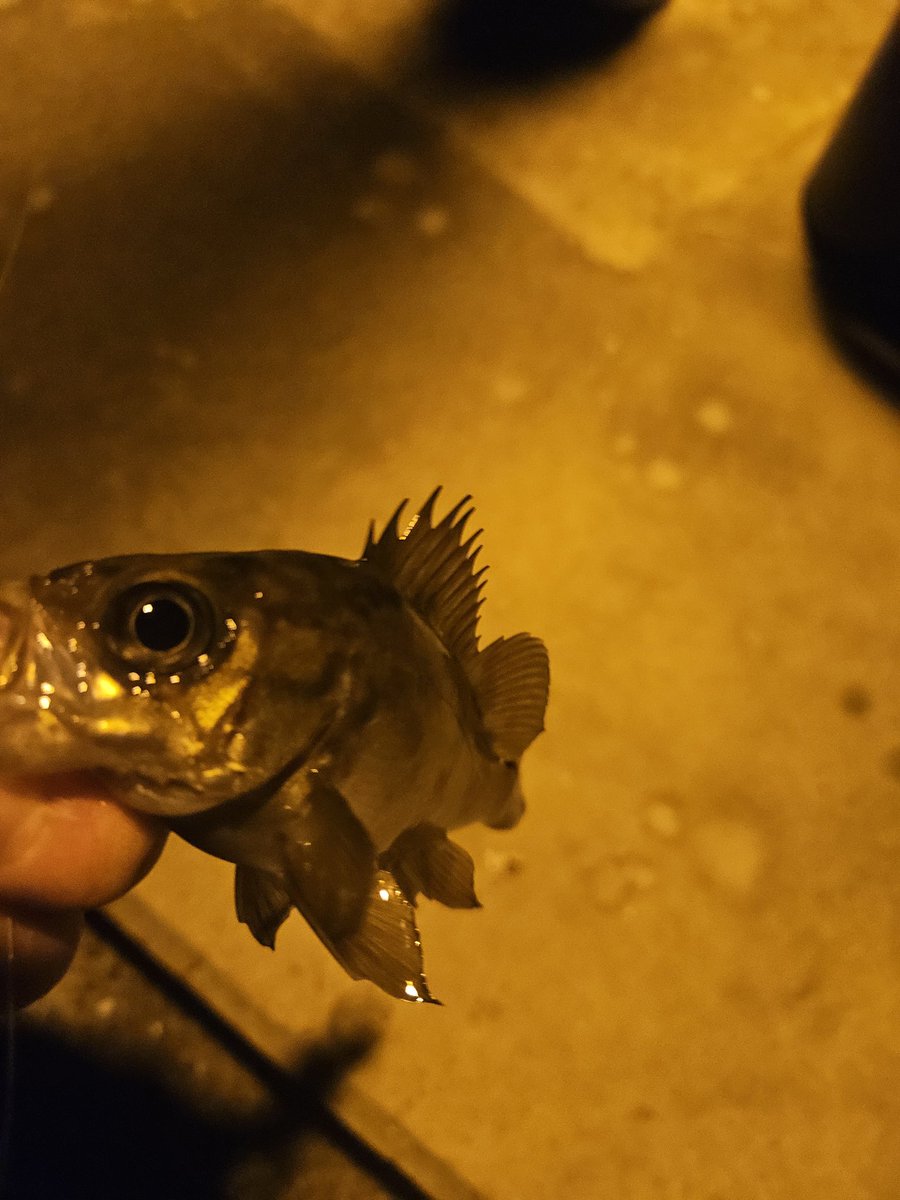 Raid_cha's tweet image. 定時ダッシュ‼

メバリングへGO‼

メバル18匹で終了！

スパテラ強し‼