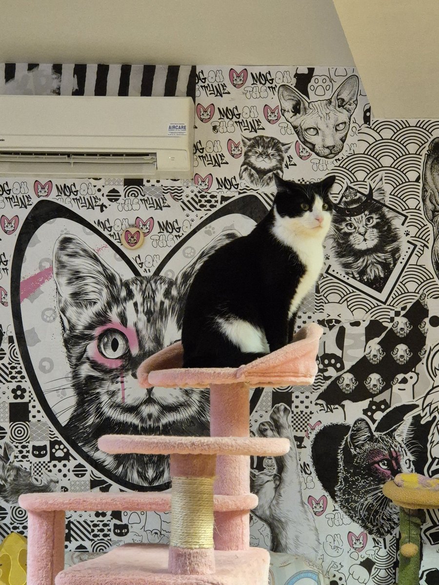Eleanor G 🐱☕️ tweet media
