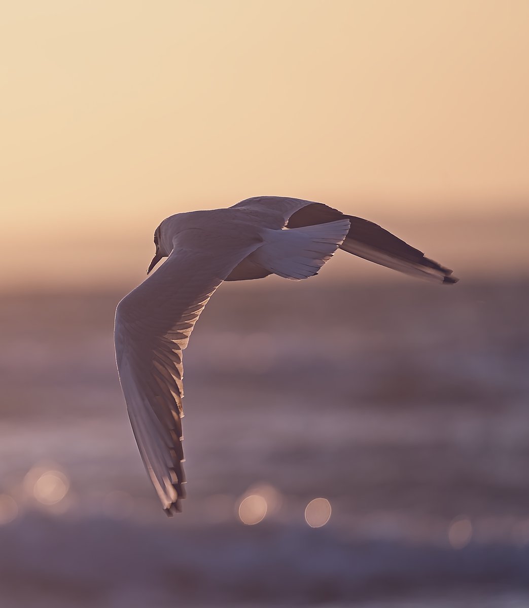 mikeahrens_'s tweet photo. #flensburg #ostsee #sonnenaufgang #birdslife https://t.co/UwQHUOnvdz